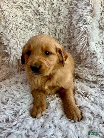 Golden Retriever dogs Kinsey - Ad 1