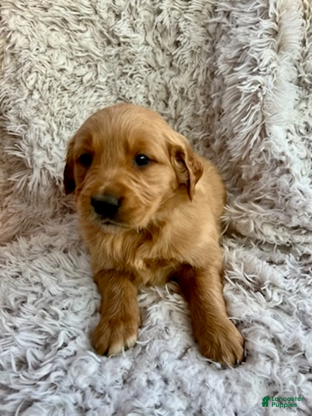 Golden Retriever dogs for sale: Kinsey - Ad 1