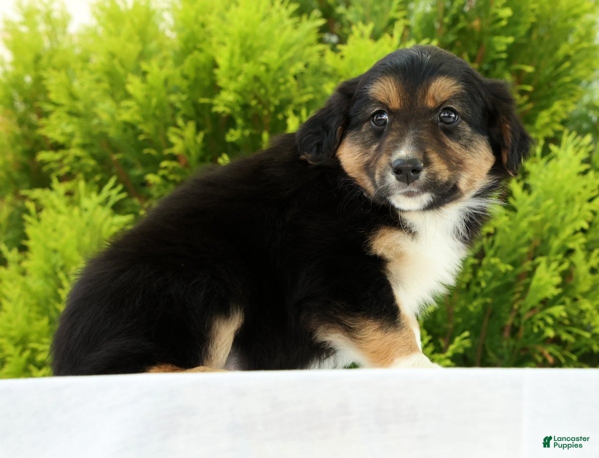 Australian Shepherd dogs for sale: Sunshine - Ad 3