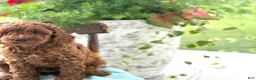 Miniature Poodle dogs for sale: Teddy - Ad 18