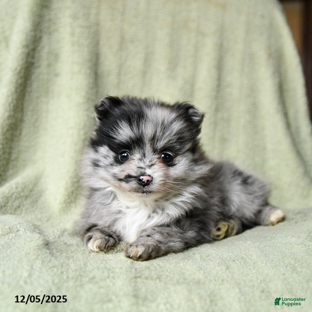 Pomeranian dogs for sale: Romeo - Ad 5