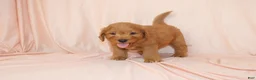 Goldendoodle dogs for sale: Walter - Ad 3