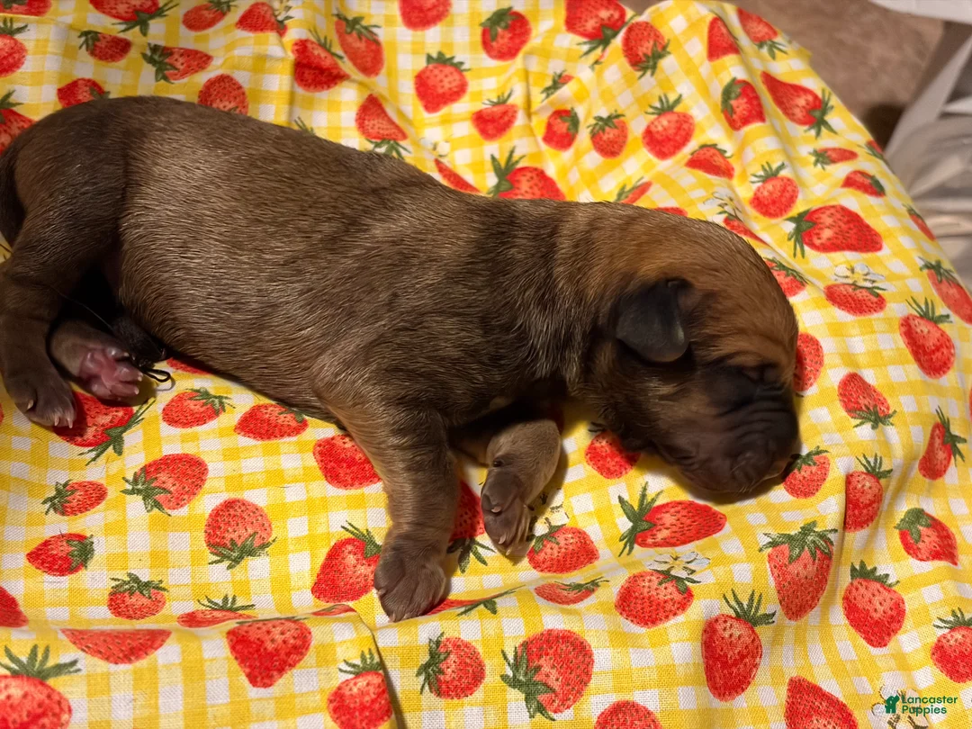 Mixed Breed dogs for sale: Blue Boy - Ad 2