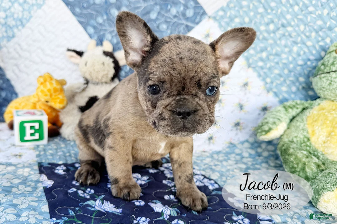French Bulldog dogs for sale: Jacob - Ad 2