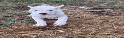 Dogo Argentino dogs for sale: Puppy M3 - Ad 6