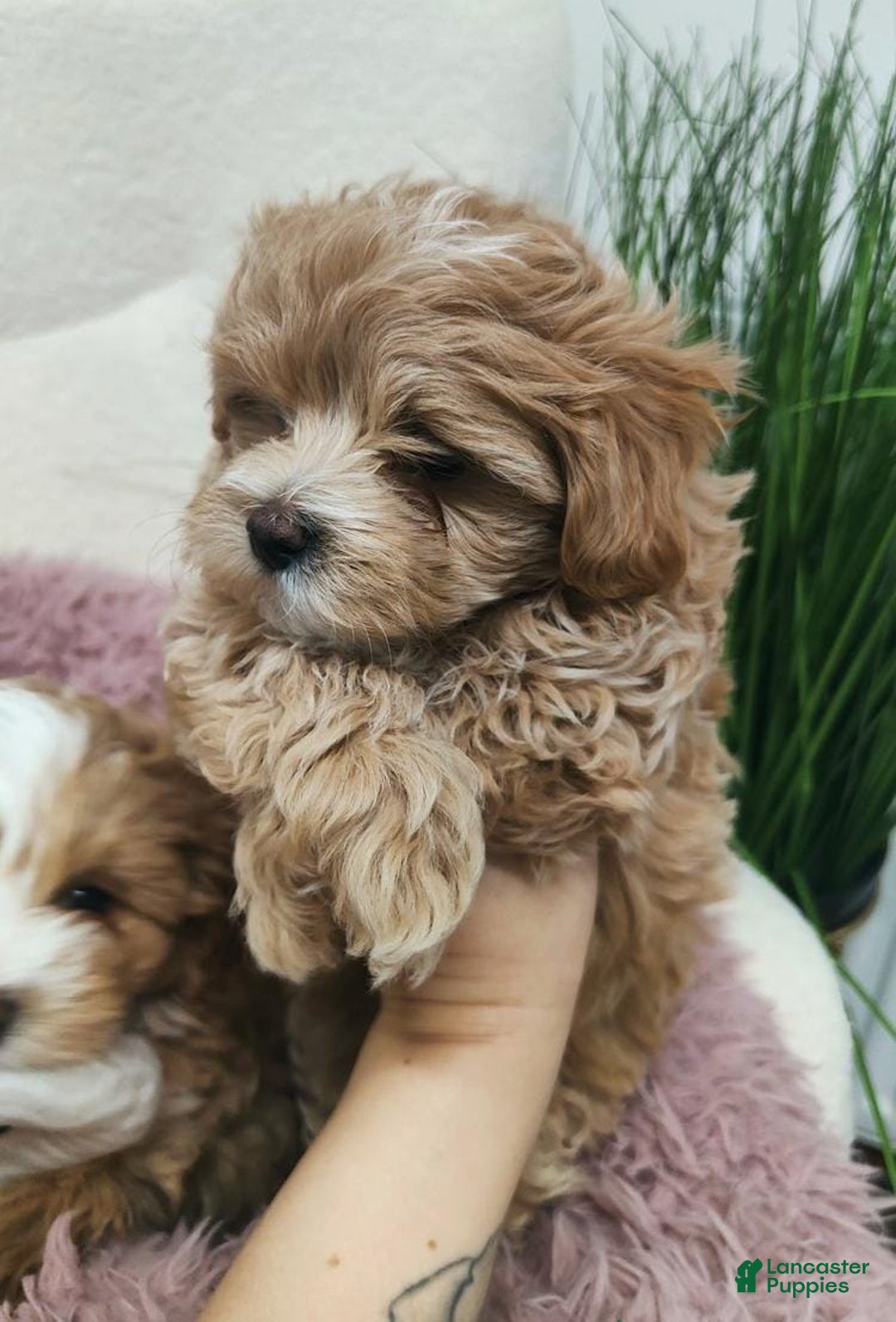Maltipoo dogs for sale: Ella - Ad 1