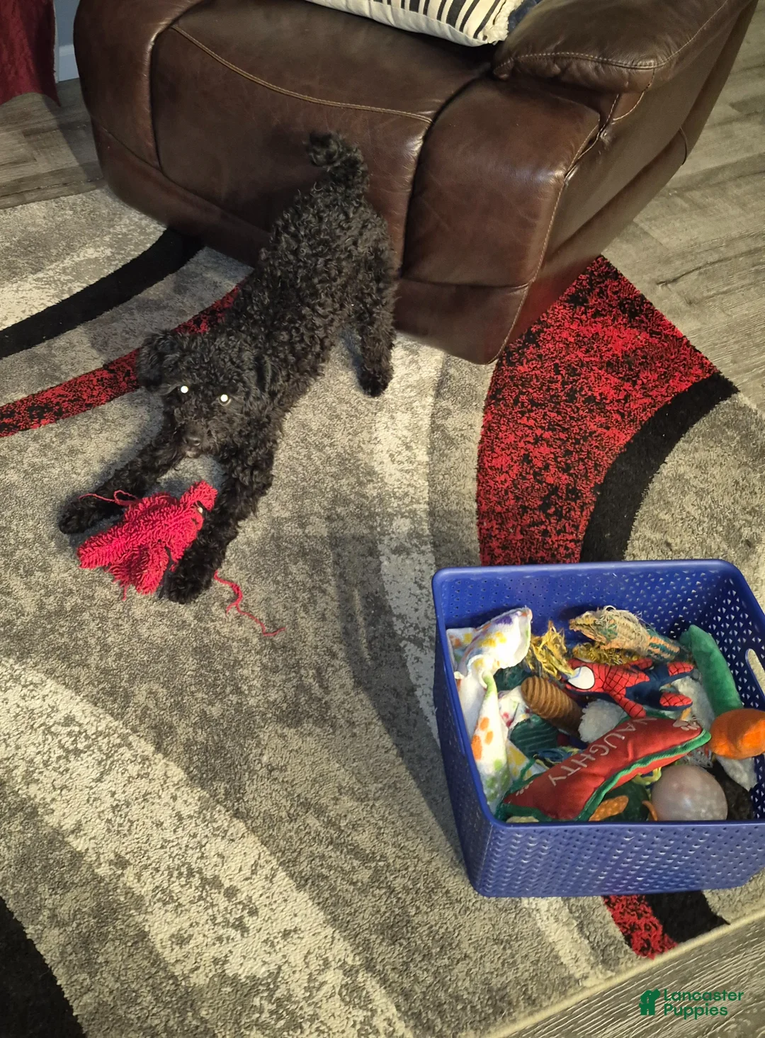 Miniature Poodle dogs for sale: Dexter  - Ad 2