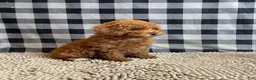 Miniature Poodle dogs for sale: Nancy - Ad 6