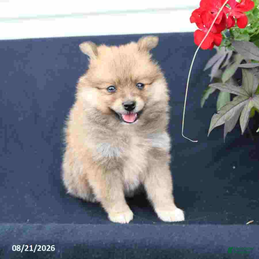 Pomeranian dogs Molly - Ad 2