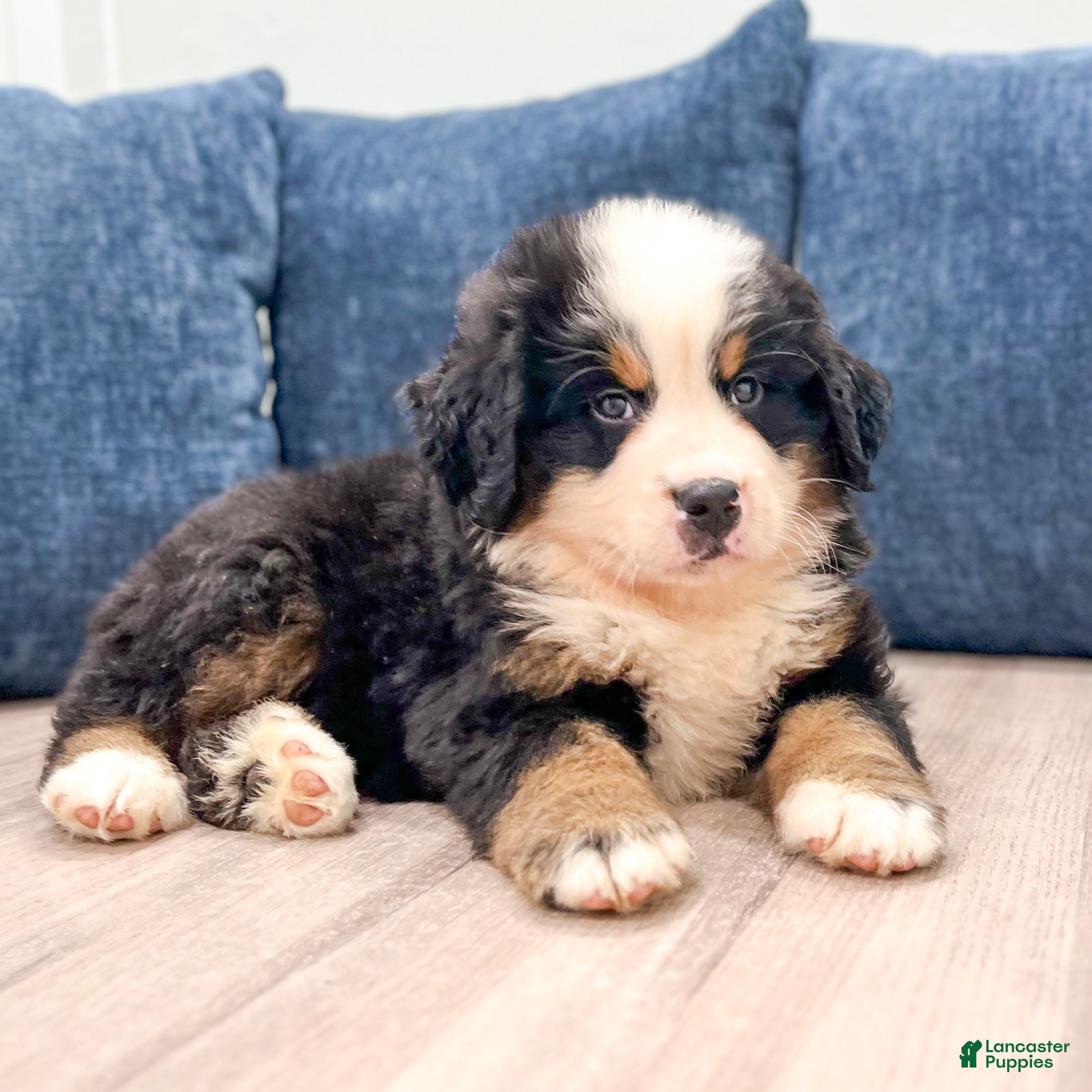 Bernese Mountain Dog dogs Marco - Ad 2