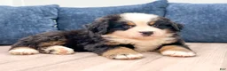 Bernese Mountain Dog dogs for sale: Marco - Ad 2