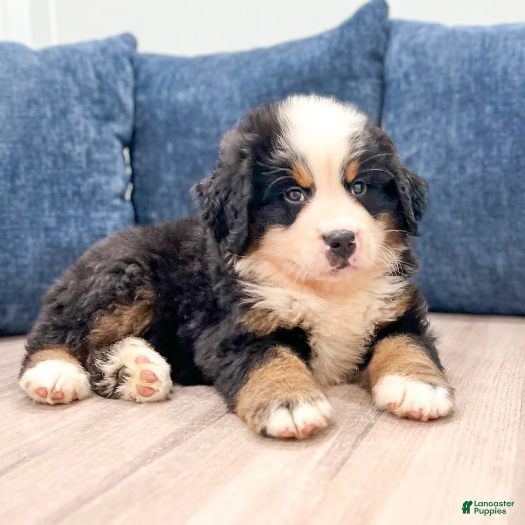Bernese Mountain Dog dogs for sale: Marco - Ad 2