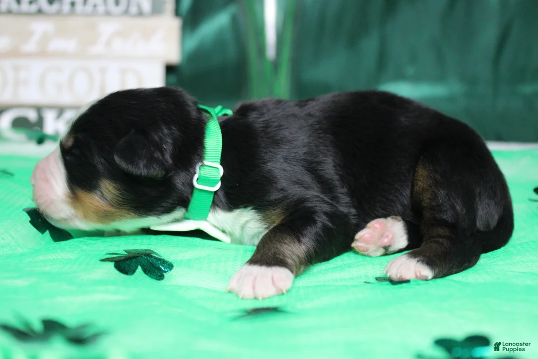 Bernese Mountain Dog dogs for sale: Moose  - Ad 5