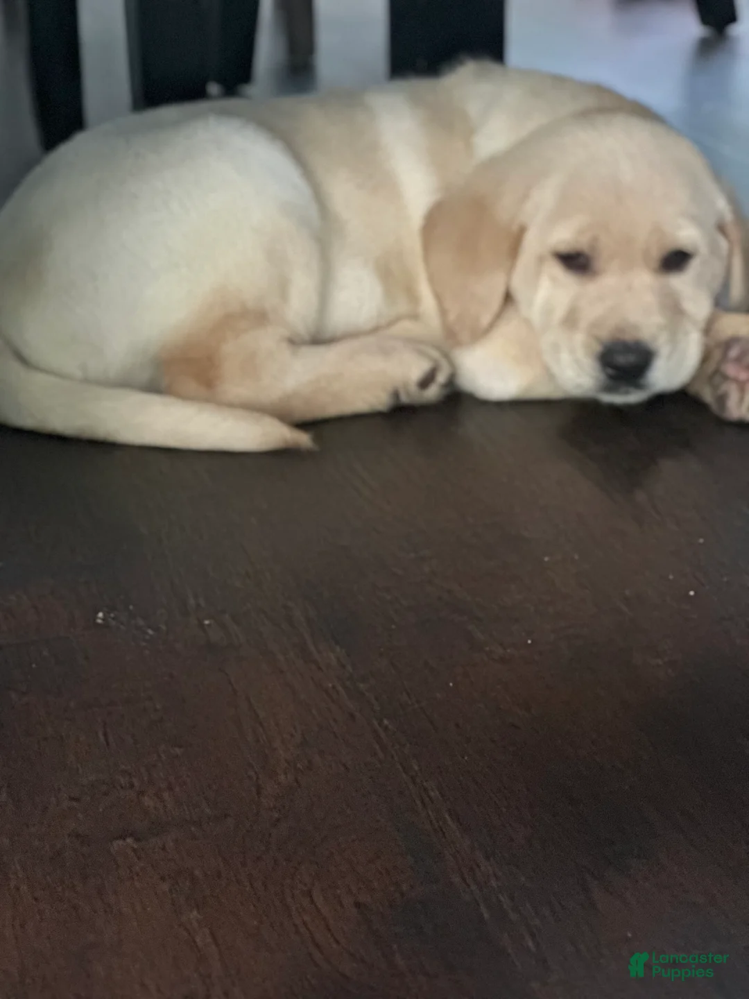 Goldador dogs for sale: Goldador Puppy 1 - Ad 1