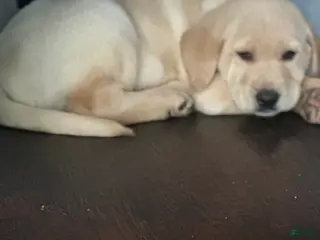 Goldador dogs Goldador Puppy 1 - Ad 18