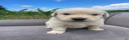 Golden Retriever dogs for sale: Scooby  - Ad 2