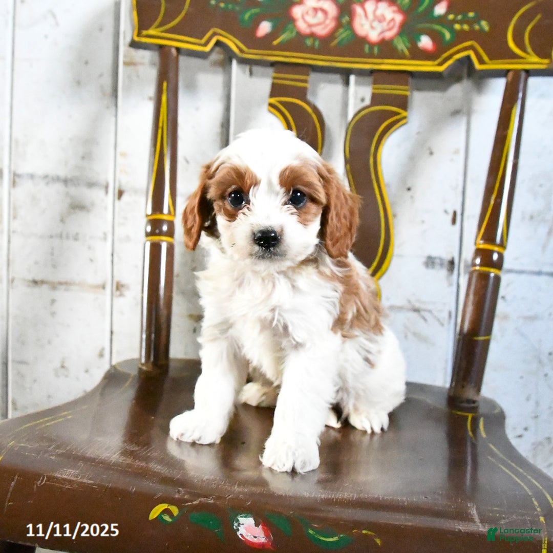Cavapoo dogs for sale: Rex - Ad 1