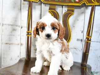 Cavapoo dogs Rex - Ad 10