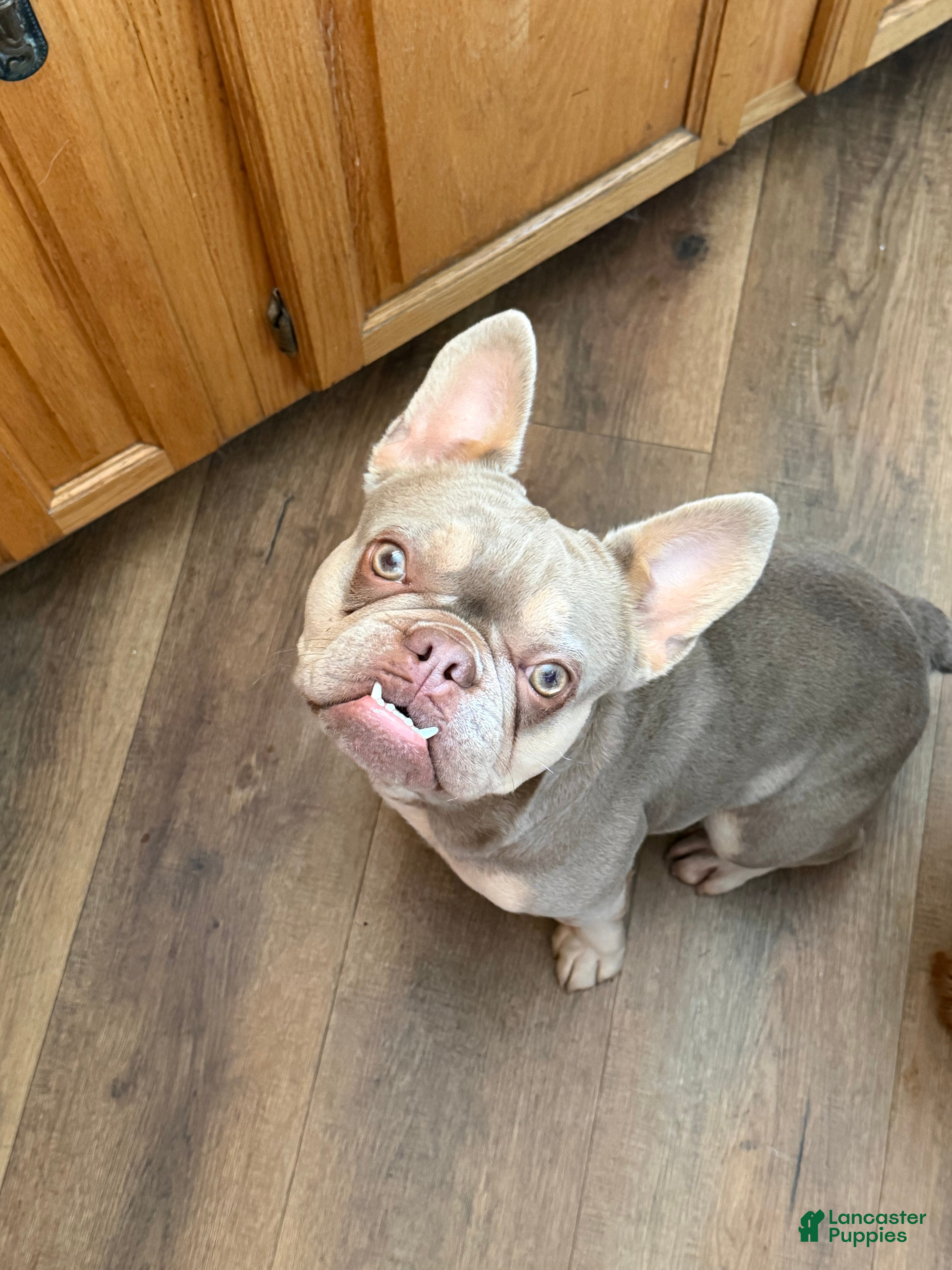 French Bulldog dogs French Bulldog litter expected October, and ready to go home December - Ad 32