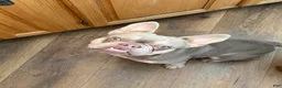 French Bulldog dogs for sale: French Bulldog litter expected October, and ready to go home December - Ad 1