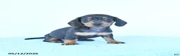 Miniature Dachshund dogs for sale: Silver - Ad 4