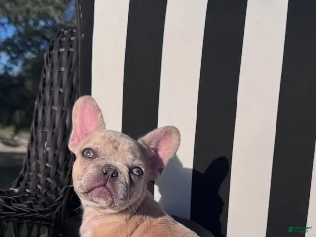 French Bulldog dogs for sale: French Bulldog 3 - Ad 1
