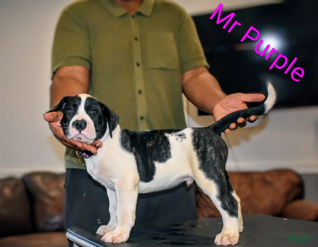 Presa Canario dogs for sale: Mr Purple  - Ad 1
