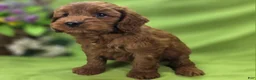 Cockapoo dogs for sale: Milan - Ad 6