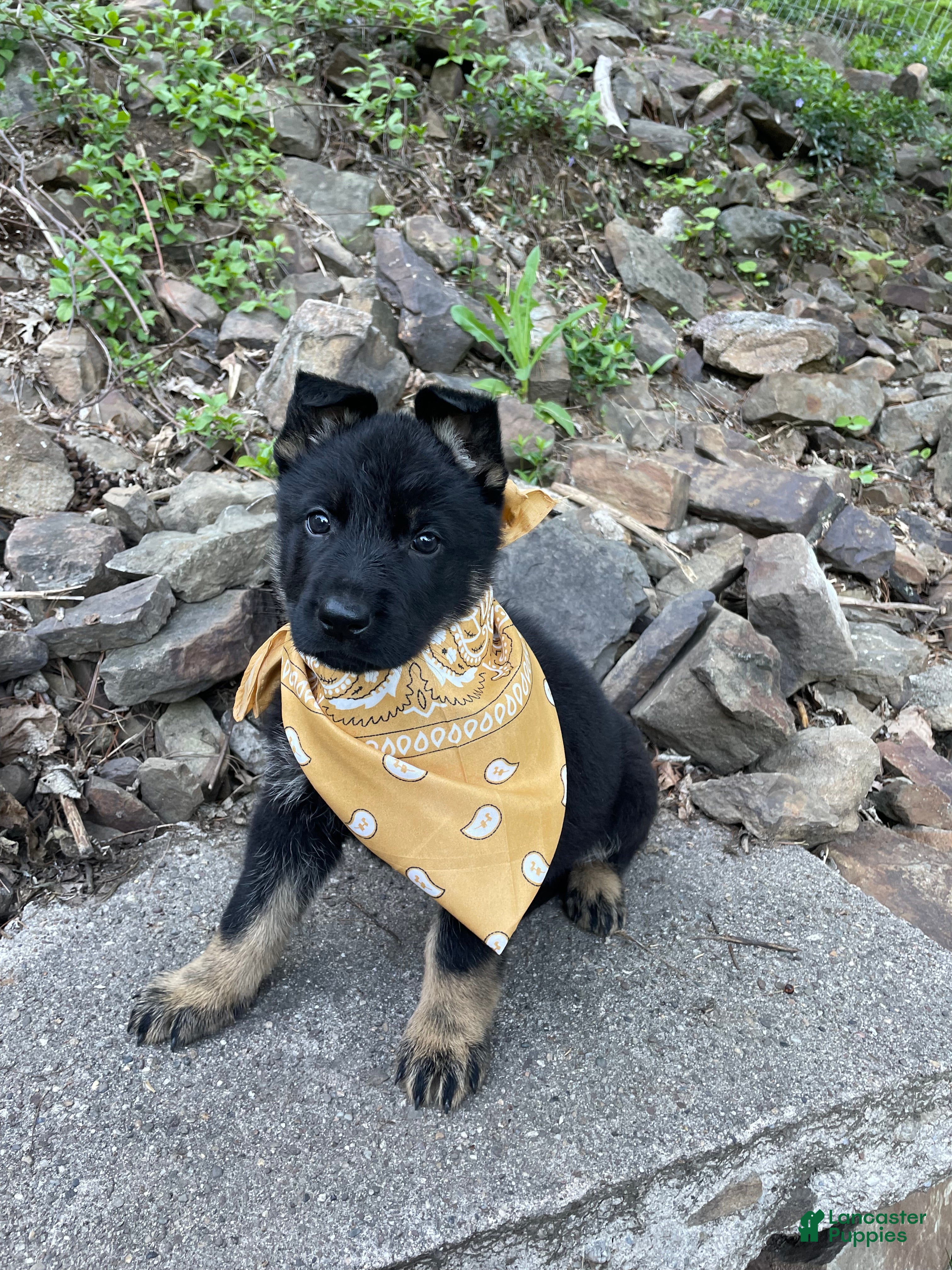 German Shepherd dogs Collar Tan  - Ad 1