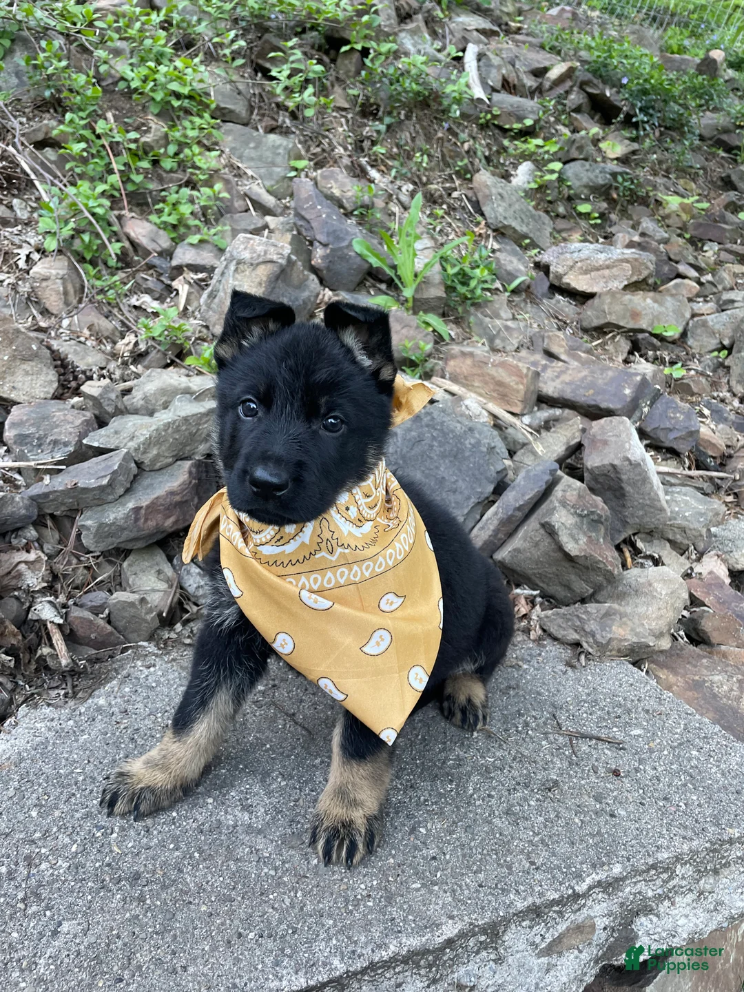 German Shepherd dogs for sale: Collar Tan  - Ad 1