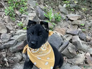 German Shepherd dogs for sale: Collar Tan - Ad 2