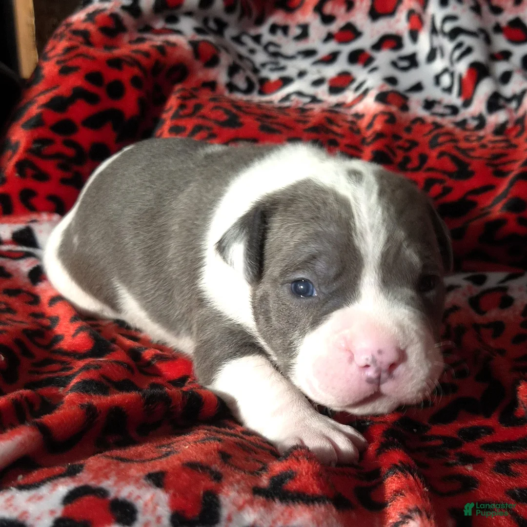 Mixed Breed dogs for sale: "BIGGIE SMALLZ" - Ad 3