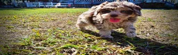 Havapoo dogs for sale: Punky - Ad 11