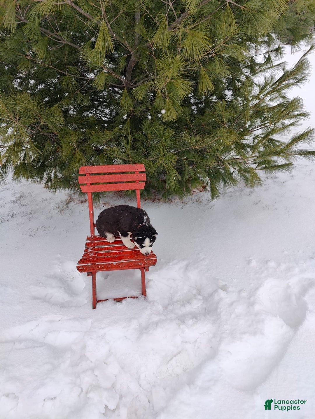 Siberian Husky dogs for sale: Prince Caspian - Ad 15