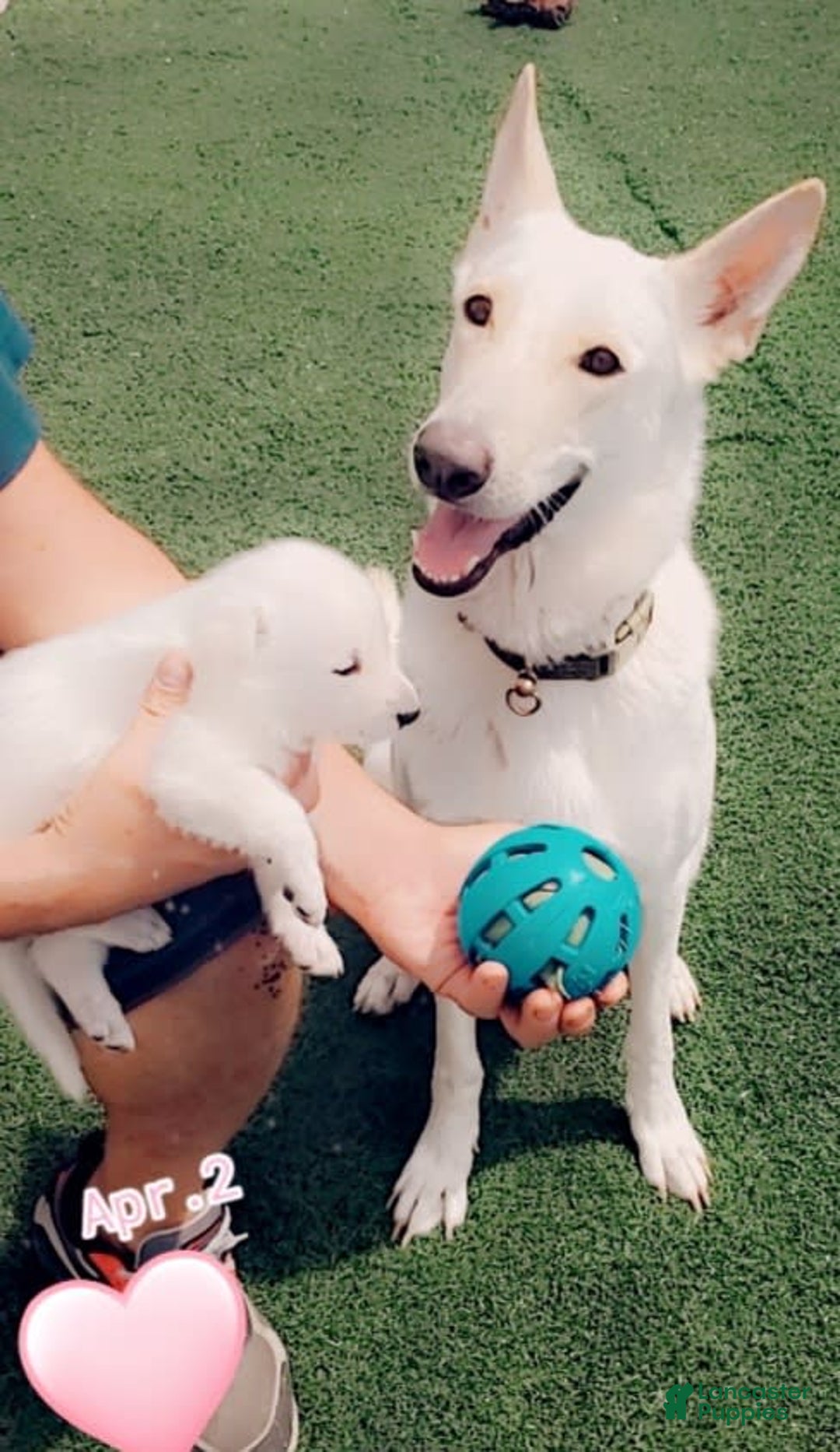 Gallery Image {{count}}