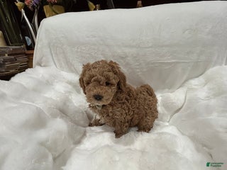 Mini Goldendoodle dogs Mini Goldendoodle Puppy Jolly - Ad 32