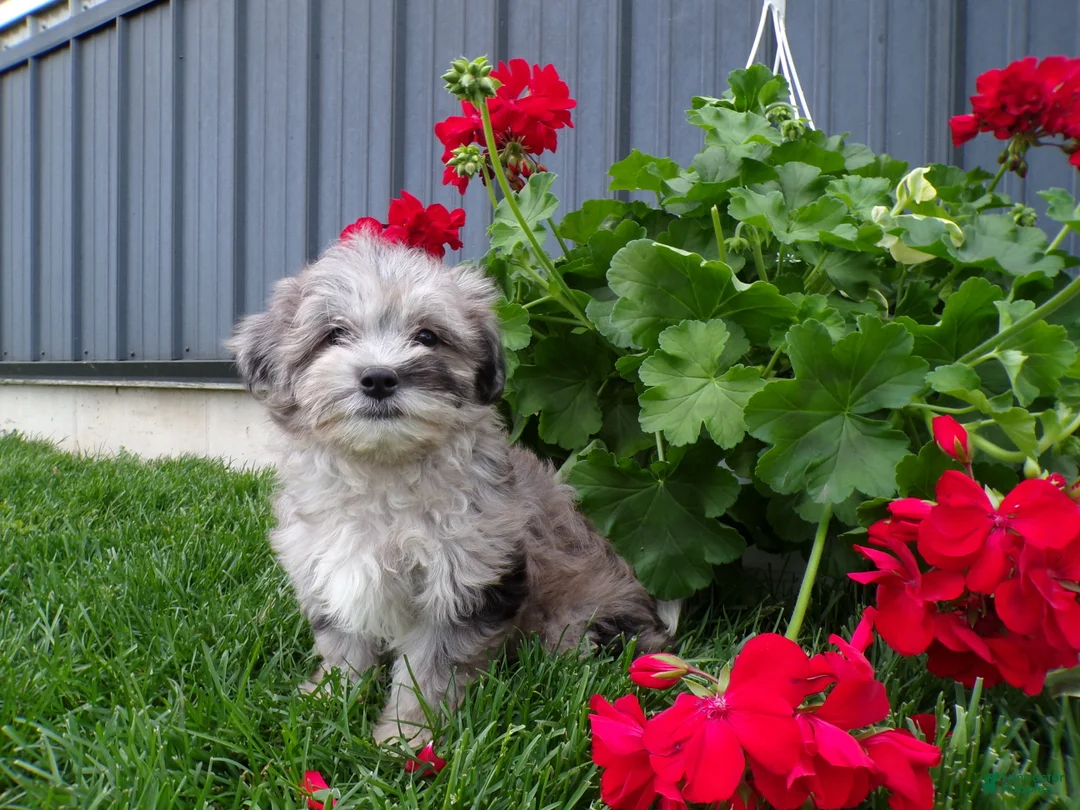 Shihpoo dogs for sale: Peyton - Ad 2