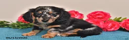 Miniature Dachshund dogs for sale: Rascal - Ad 3