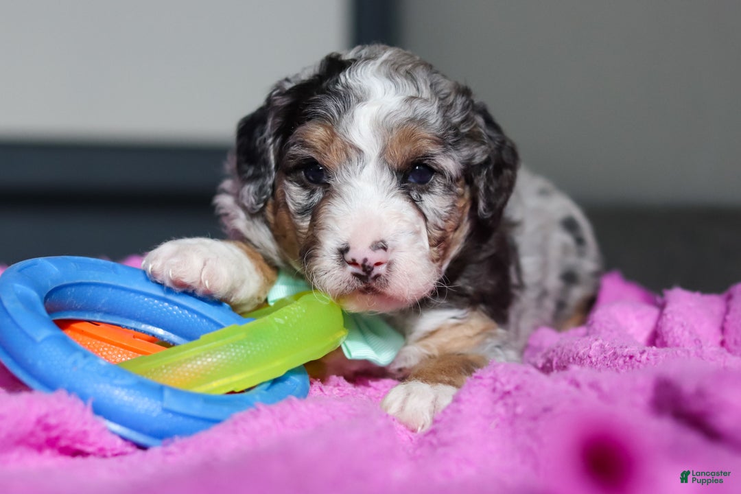 Mini Bernedoodle dogs for sale: Jordon - Ad 2