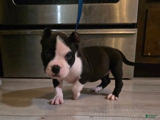 American Bully dogs Milkshake - Ad 36