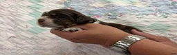 English Springer Spaniel dogs for sale: Tidal  - Ad 4