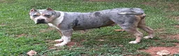 American Bully dogs for sale: American Bully 1 - Ad 7