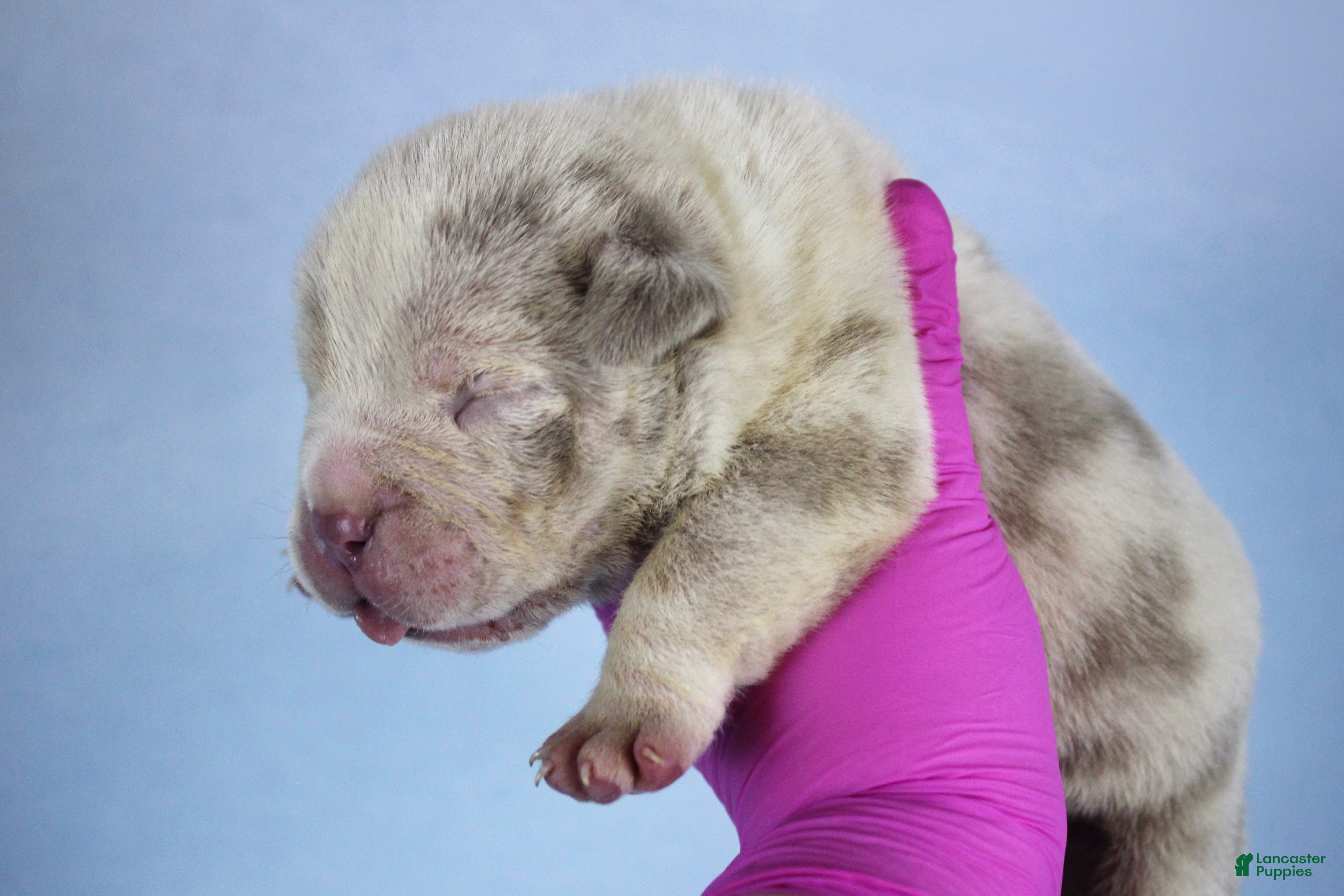 American Bully dogs Lilac Tri Merle Male 2 - Ad 2