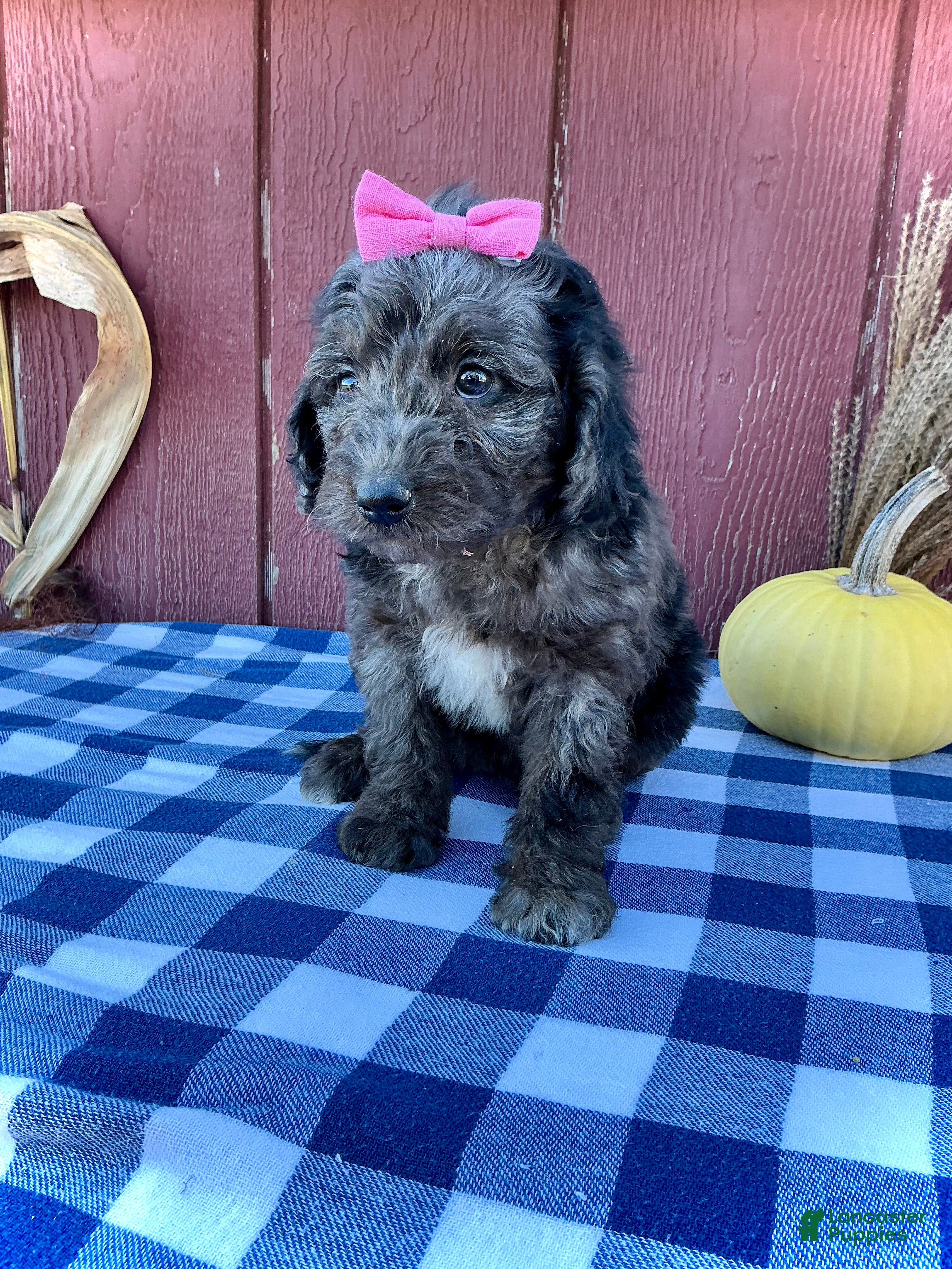 Mini Goldendoodle dogs for sale: Daisy - Ad 1