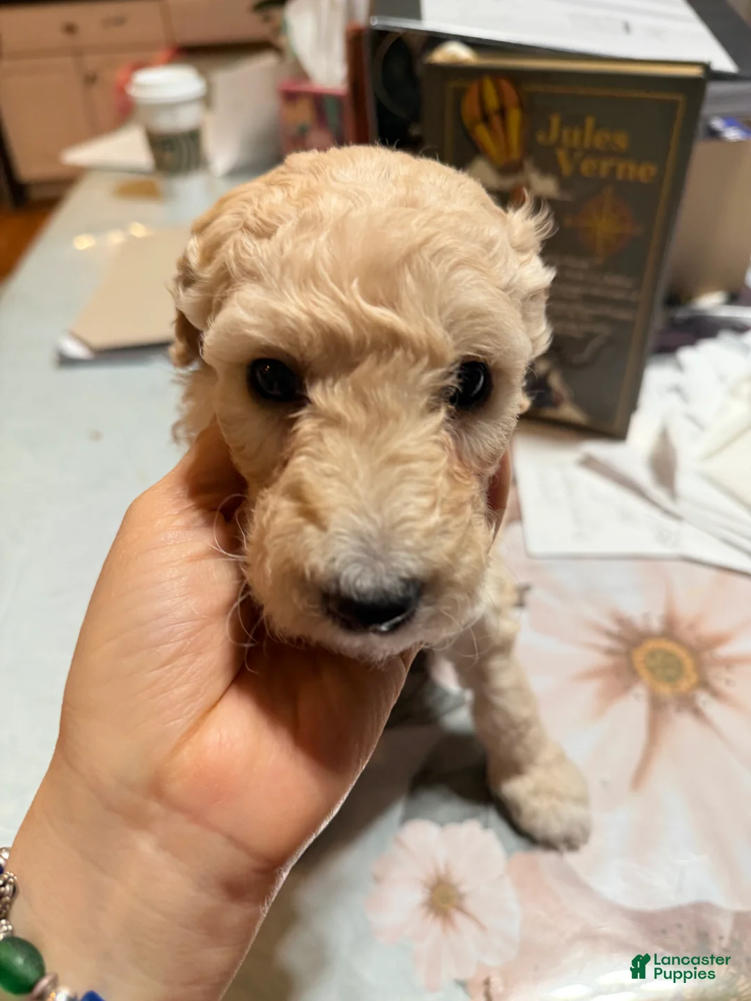Standard Poodle dogs for sale: Standard Poodle Puppy 3 - Ad 6
