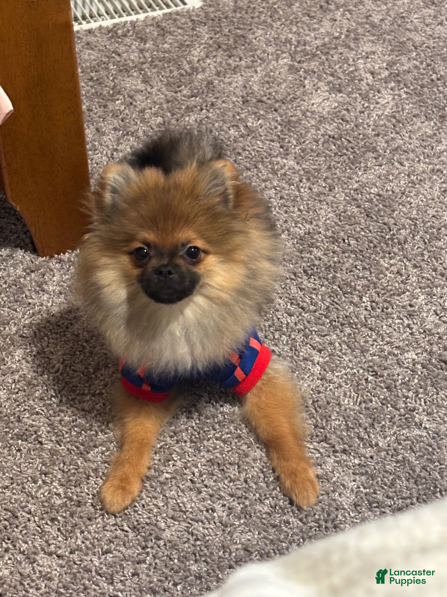 Pomeranian dogs Pomeranian 1 - Ad 1