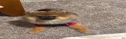 Pomeranian dogs for sale: Pomeranian 1 - Ad 1