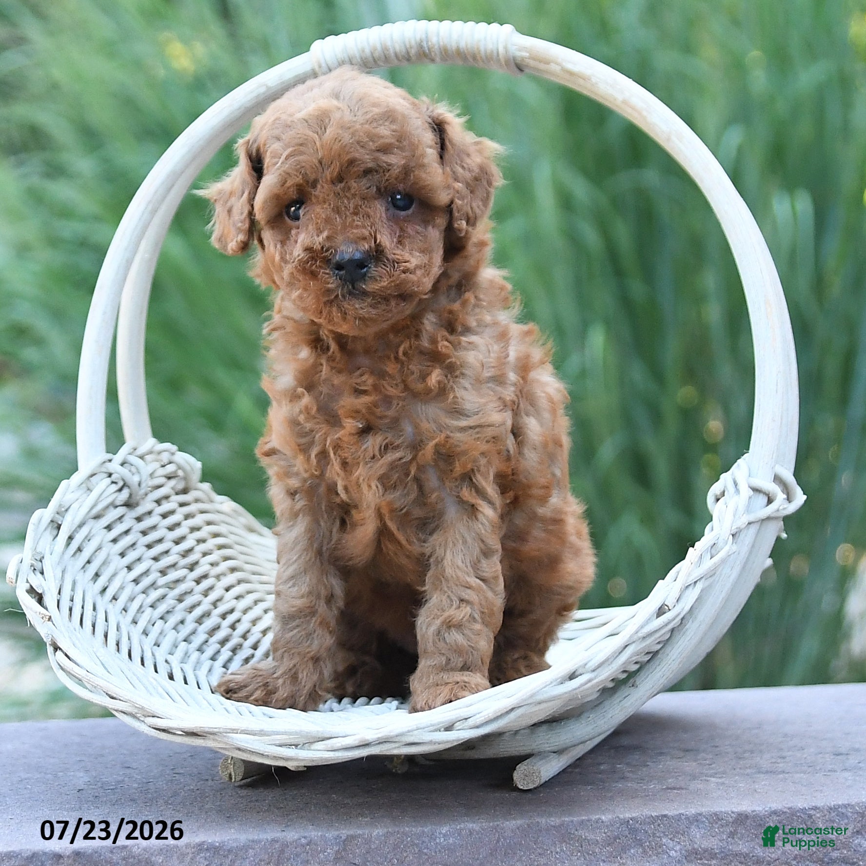 Toy Poodle dogs Tiny Kerrie - Ad 1