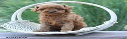 Toy Poodle dogs for sale: Tiny Kerrie - Ad 3
