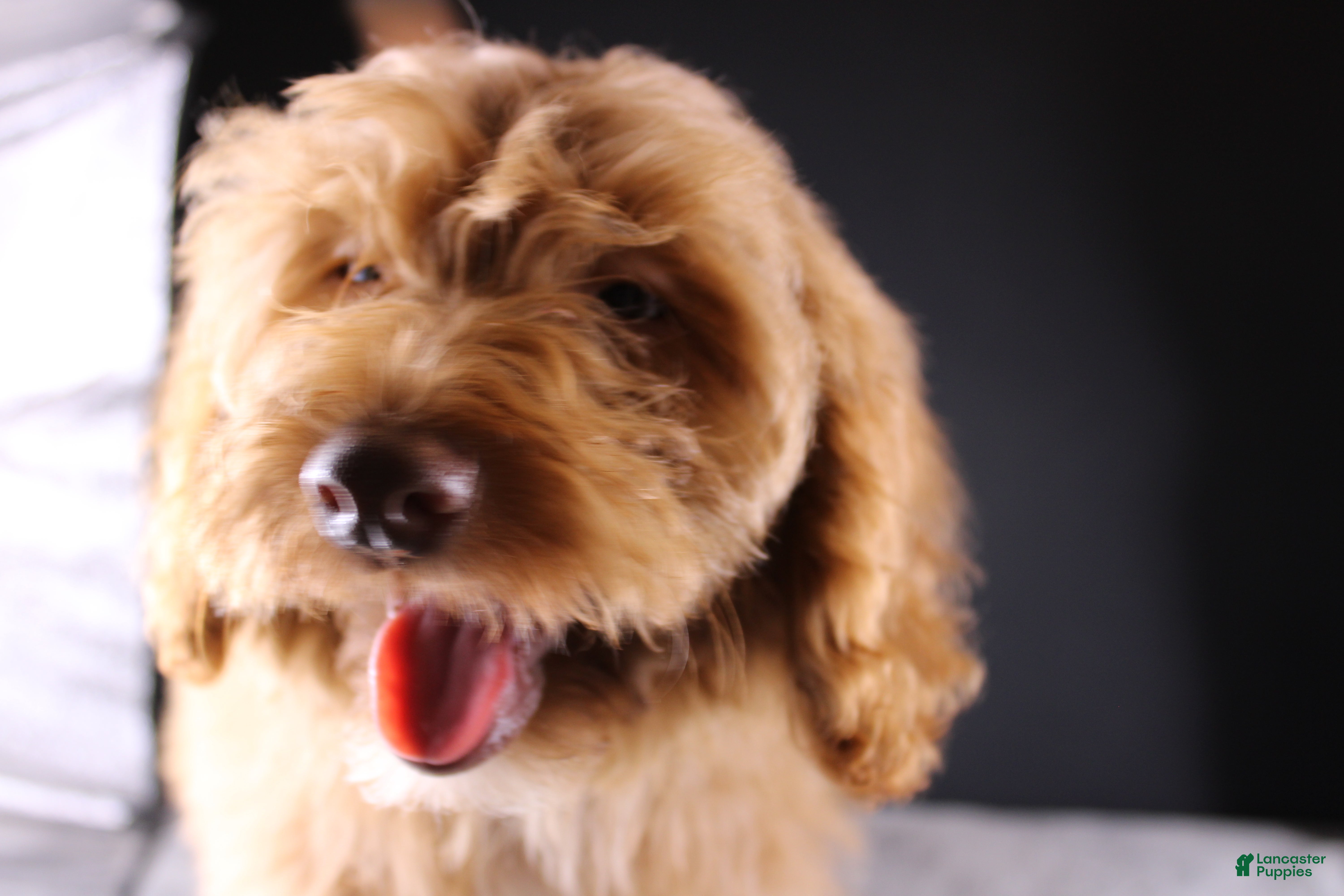 Mini Aussiedoodle dogs Swiper - Ad 15